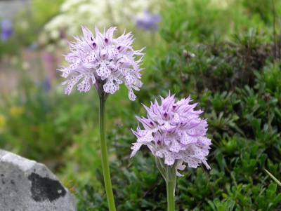 Orchis tridentata 19.05.17.JPG