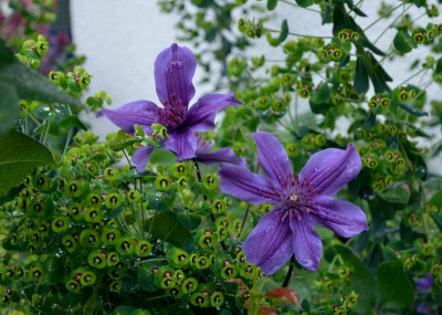 Clematis-Miranda.17-1.jpg