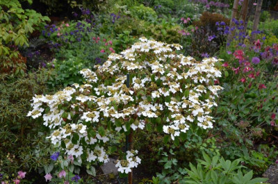 Viburnum Summer Snowflake.17-1.jpg