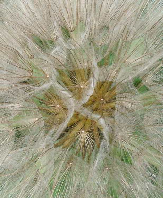 07070024_eTragopogon_pratensis.JPG