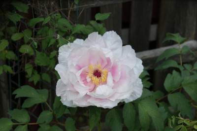 DSC06371.JPG
