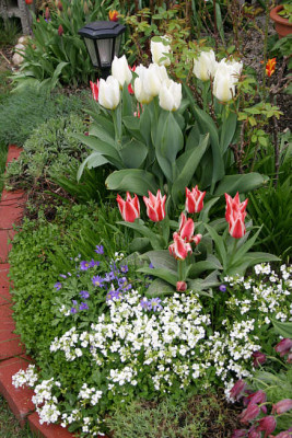 Stauden_Tulpen0406.jpg
