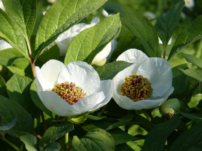 2017-05-19 Paeonia obovata 6.jpg