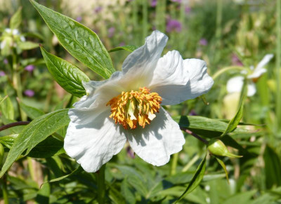 2017-05-19 Paeonia emodi 'Windflower'.jpg