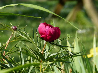2017-05-19 Paeonia tenuifolia x mascula.jpg