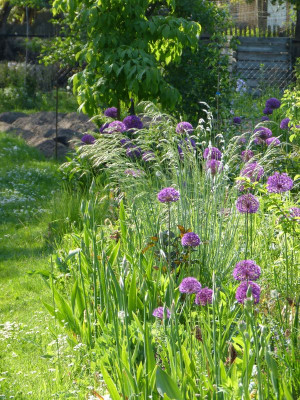 2017-05-19 Gartenimpressionen 2.jpg
