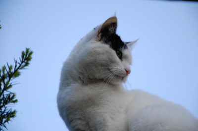 DSC_8530.JPG
