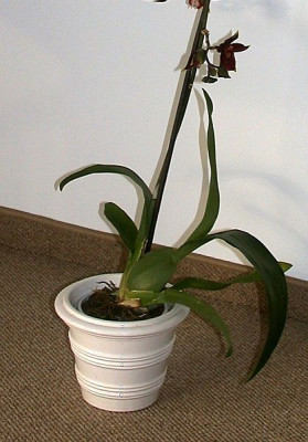 Colmanara_1.1.jpg