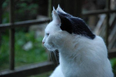 DSC_8534.JPG