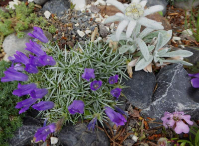 Edraianthus pumilo ...   18.5.17 011.jpg