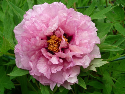 IMGP4424.JPG