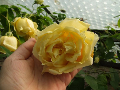 20.05.2017 11-31-15_0040.jpg