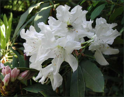 Rhodo_auriculatum.JPG