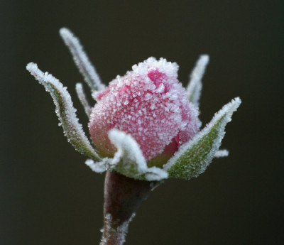 Raureif-Rosenknospe-2.jpg