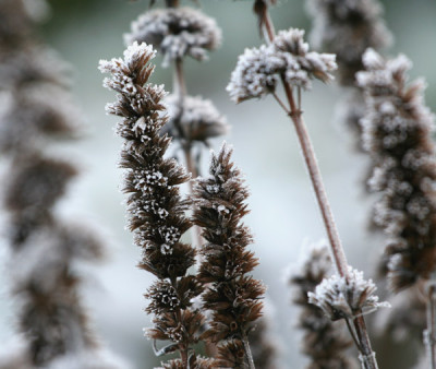 Raufreif-Agastache.jpg