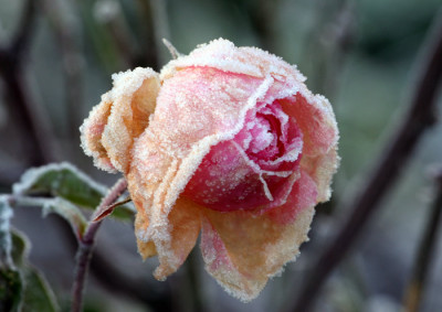 Raureif-Rose-5.jpg