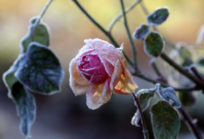 Raureif-Rose-10.jpg