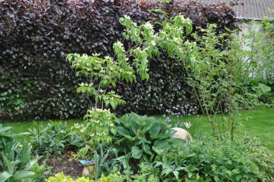 CornusKousaGreensleevesHaengt.jpg