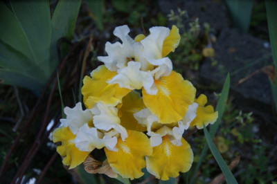 DSC06376.JPG
