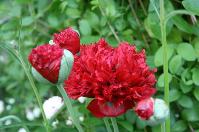Mohn3714.jpg