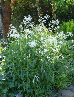 2017-05-20 Polygonum sericeum 1.jpg