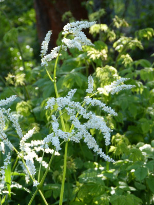 2017-05-20 Polygonum sericeum.jpg