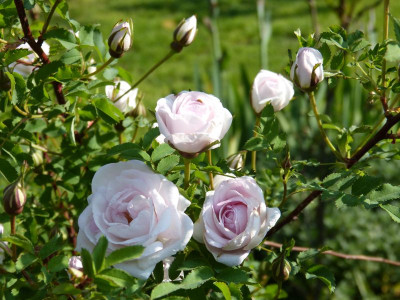 2017-05-20 Rosen 'Dresdner Barock' 2.jpg