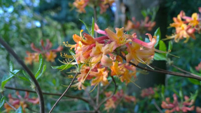WP_20170511_015 Rhododendron austrinum apricot.jpg