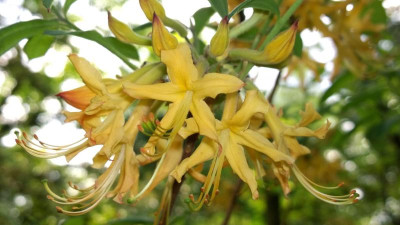 WP_20170520_054 Rhododendron austrinum yellow.jpg