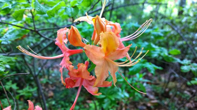 WP_20170520_058 Rhododendron calendulaceum C.W..jpg