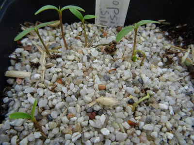 Corylopsis sinensis Germination Mai 2017.JPG