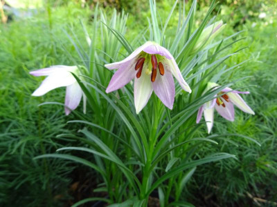 Lilium oxypetalum var insigne Mai 2017.JPG