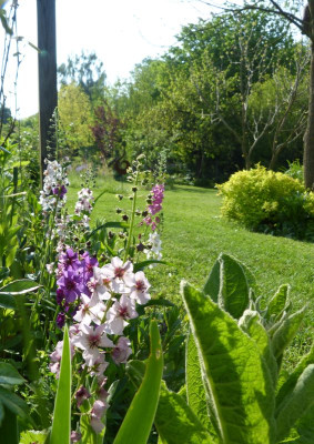 2017-05-20 Verbascum phoeniceum.jpg