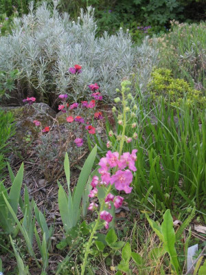 026 verbascum ph 2.jpg