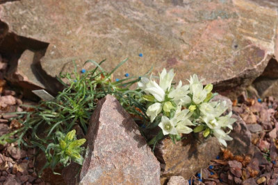 Edraianthus niveus 20.05.17.jpg