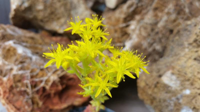 Sedum valens  20.05.17.jpg