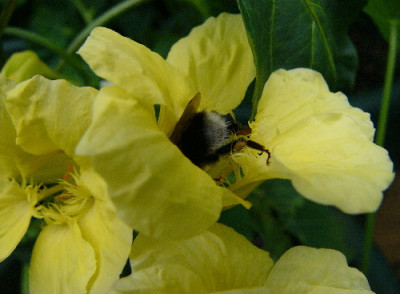 Hummel-Popo-a.jpg