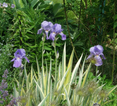 pallida aureo variegata.JPG