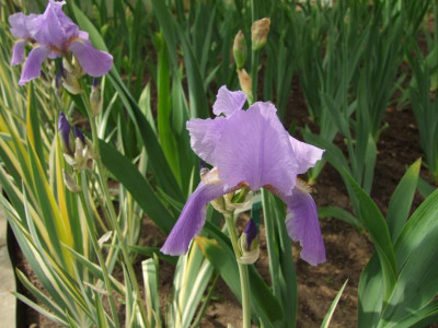 Iris pallida.jpg