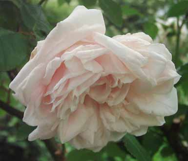 Clg_SdlM_Bluete_7_06_Kopie.2jpg.jpg