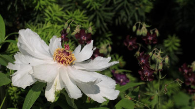 GidW - Paeonia ostii.jpg