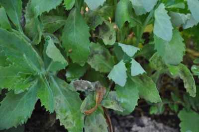 Sedum.jpg