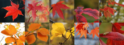 Blattcollage-k.jpg