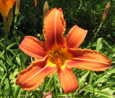 Hemerocallis_fulva_20060712.jpg