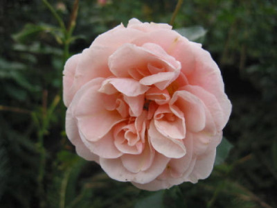 Queen_Margarethe_Dez_06.jpg