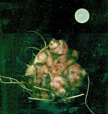 topinambur1.jpg