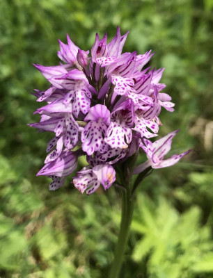 Neotinea tridentata B 05-2017.jpg