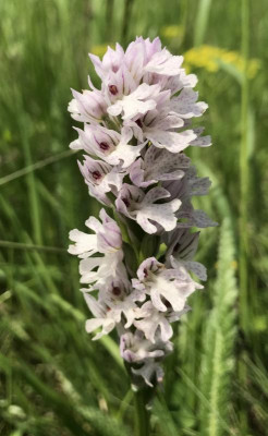 Neotinea tridentata C 05-2017.jpg