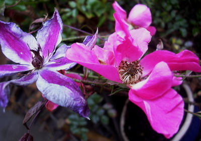 letzte_rose_06_003.jpg