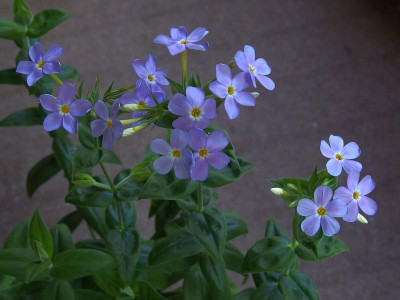 P. idahonis_Ga_P5212515.JPG